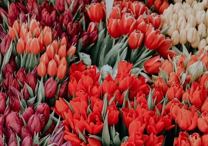 Follow our reviews of best activities and destinations to explore during your travel - from tulip fields in the Netherlands to caffees in Istanbul